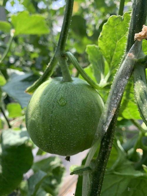 娱乐吃瓜制作,吃瓜群众必看的幕后故事  第2张